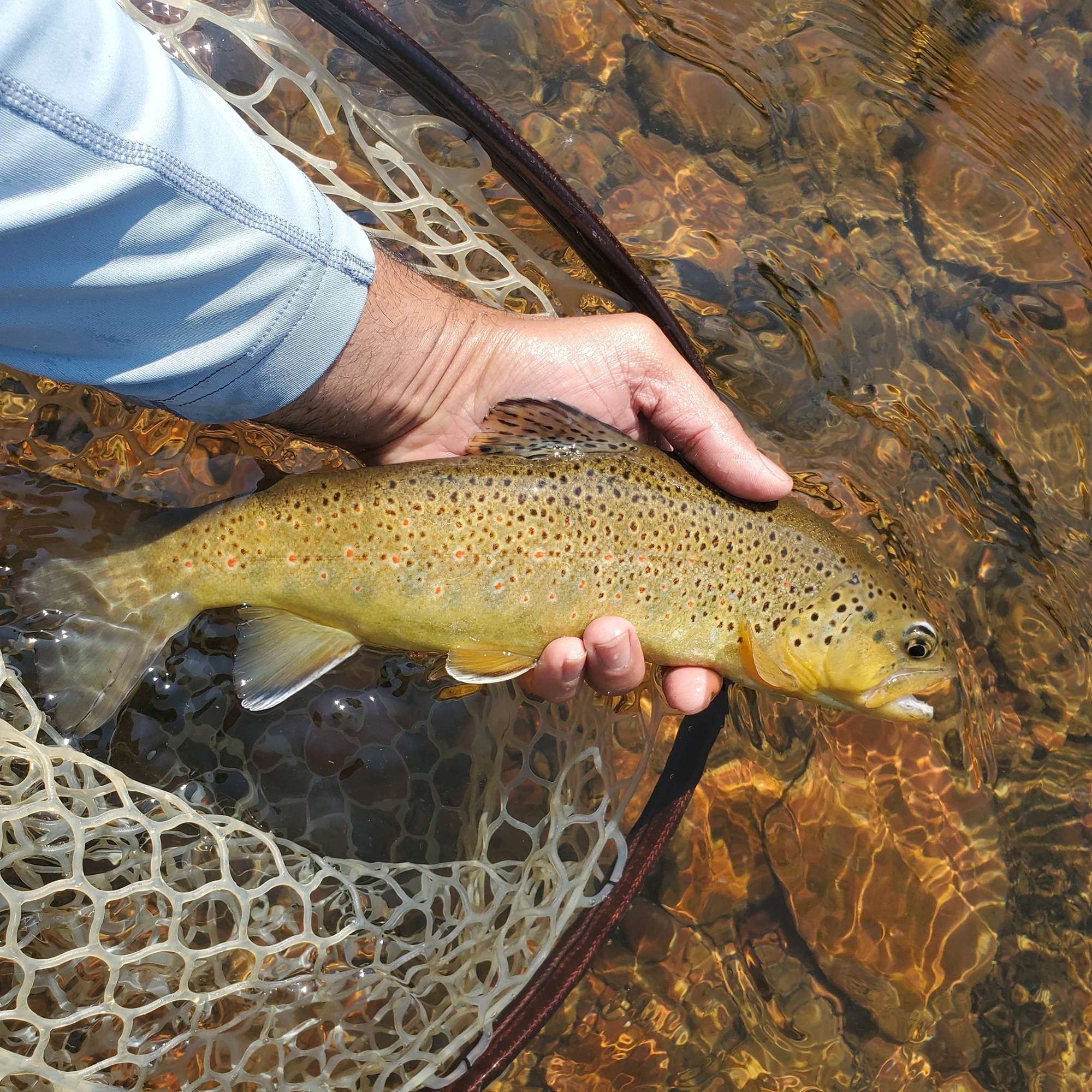 Brown trout held above the water in a landing net